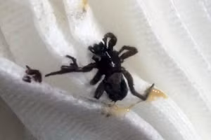 Đau tai sau khi tắm biển, người phụ nữ sốc nặng thấy bác sĩ lấy ra thứ kinh dị 