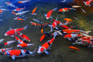 7 loài cá phong thủy mang ý nghĩa may mắn, giúp gia chủ gặt hái tài lộc