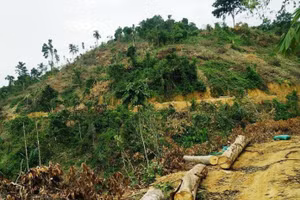 Làm rõ định nghĩa về rừng