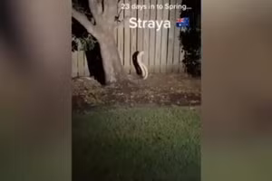 Kinh hãi khi biết sự thật "cây lạ" mọc trong vườn lúc nửa đêm