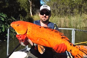 Kiểm tra hồ nước, phát hiện "quái vật" lớn gấp 15 lần bình thường