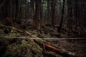 Rừng Aokigahara: Nơi tự sát bí ẩn nhất thế giới