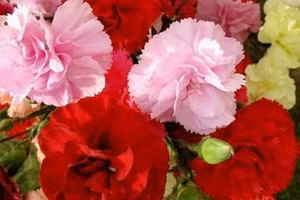 3 loại hoa thơm ngào ngạt nên trồng quanh nhà