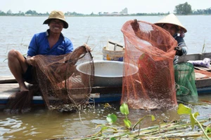 Mùa lũ với nhiều sản vật, cá tôm giờ ngày càng xa vời với người dân miền Tây. 