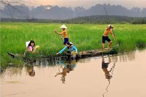 “Kho báu gene” trong 21 giống lúa ma ở Việt Nam