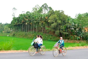 Đồi cọ tại Phú Thọ.