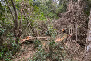 Hiện trường khai thác.