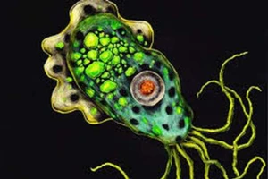 Naegleria fowleri rất nhạy cảm với clo. Ảnh minh họa.