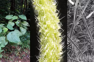 Người chạm vào cây tầm ma châm chích có thể đau vài ngày hoặc vài tuần.