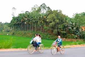 Đồi cọ tại Phú Thọ.