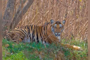 Pha thoát chết "không tưởng" của người đàn ông bị hổ vồ