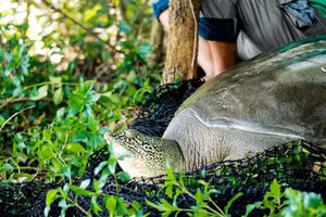 Một cá thể rùa.