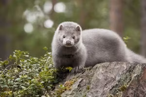 Bằng chứng về sự lây nhiễm Covid-19 từ động vật sang người