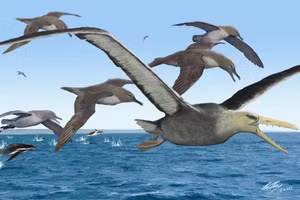 Loài chim khổng lồ có răng từng thống trị bầu trời Nam Cực