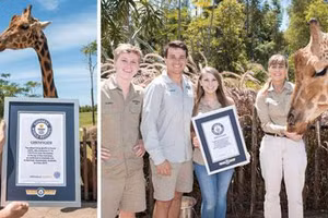 Kỷ lục Guiness đáng kinh ngạc của hươu cao cổ cao nhất thế giới 