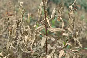 Có 289 hộ gia đình, cá nhân với diện tích 339 hecta cây trồng bị tình trạng chết khô, héo lá - Ảnh T.L