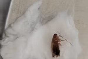 Bác sĩ gắp dị vật ra khỏi tai trẻ thành công. Ảnh BVCC