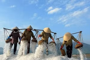 Thu hoạch muối biển (Internet)