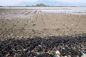 Vị trí nuôi hàu bằng lốp xe cũ ven khu vực Đầm Nại. (Ảnh: Duy Quan)