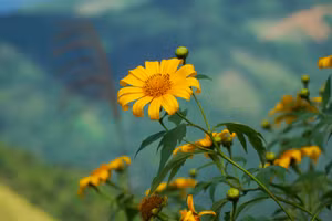 Hoa dã quỳ nở rực rỡ dù mọc trên vùng đất khô cằn nơi núi rừng tây Nghệ An.