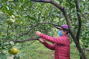 Bà Nguyễn Thị Dung chăm sóc vườn cam rộng hơn 1,5ha của gia đình