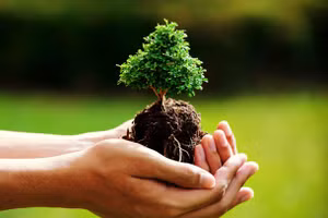 Những cách giúp cuộc sống người khuyết Mộc ngày càng vượng sắc