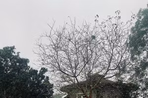 Tản mạn cuối năm của chàng thi sỹ dưới chân núi Ba Vì