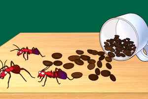 8 mẹo sử dụng bột cà phê tiện lợi trong gia đình 