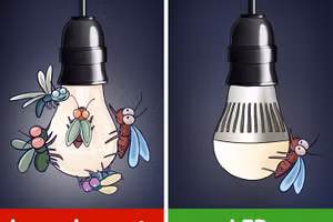 Mẹo tránh côn trùng cho ngôi nhà của bạn khi thời tiết giao mùa