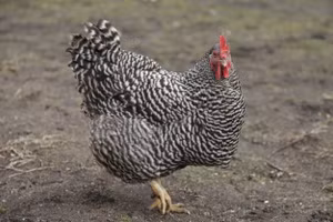 Tử vi tuổi Dậu năm Nhâm Dần 2022 tốt hay xấu?