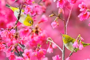 Những điều nên làm trong ngày Lập Xuân