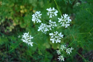 Thân thương lá mùi ngày Tết 