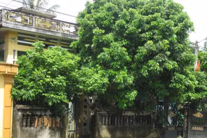 Vì sao không nên trồng cây to trước nhà?