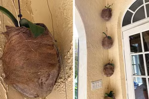 Cách cứu cây "chết" ngay cả khi không còn màu xanh