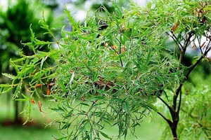 Vị trí tốt nhất trồng cây đinh lăng giúp gia chủ hút tài lộc, may mắn