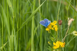 4 con giáp vận may lội ngược dòng, làm đâu thắng đấy vào ngày cuối tuần