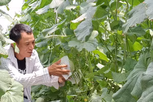 Mô hình trồng dưa lưới tại Ninh Thuận cho hiệu quả kinh tế cao.