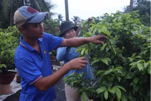 Nông dân đang chăm vườn Mai của mình.