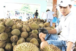 Nhiều khó khăn trong quản lý mã vùng trồng sầu riêng