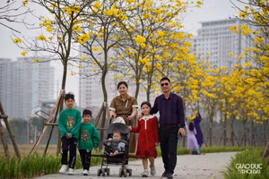 Con đường hoa phong linh vàng rực rỡ giữa lòng Thủ đô