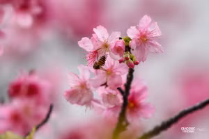 Ngắm hàng cây anh đào Nhật Bản quý hiếm nở rộ giữa Thủ đô