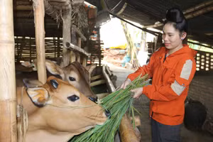 Nhờ mạnh dạn chuyển sang nuôi bò vỗ béo chị Hoa đã thoát nghèo.