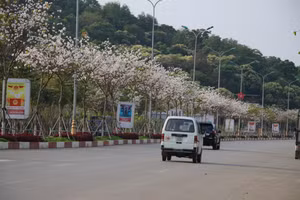 Hoa ban khoe sắc ở đầu đường đôi thành phố Sơn La.