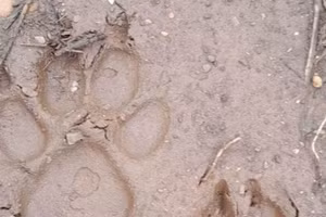 Ngày 9/6, người dân sinh sống ở bản Pá Phang 1, xã Chiềng Hắc phát hiện dấu chân nghi là hổ.