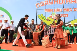 Ban giám khảo đang chấm điểm cho các đội thi tham gia hái quả.