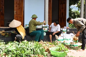 Người dân đang hái nhãn bán cho các thương lái.