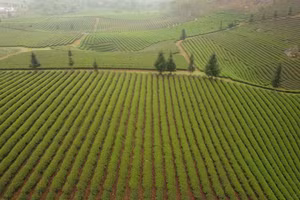 Toàn cảnh khu vực trồng chè ở xã Phổng Lái.