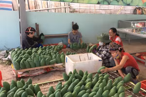 Nhiều hộ dân đã thoát nghèo nhờ trồng xoài Đài Loan trên đất dốc.