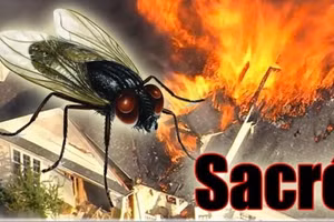 Người đàn ông khiến ngôi nhà bị hỏng vì đánh một con ruồi