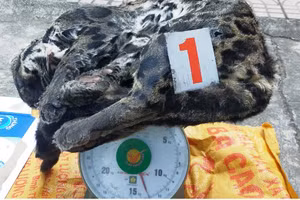 Con báo gấm do Lò Văn Dầm tàng trữ, bị Công an phát hiện, bắt giữ. Ảnh: Công an cung cấp.